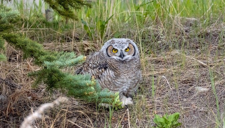 Baby owls