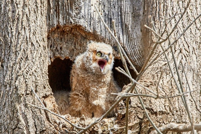 Baby owls