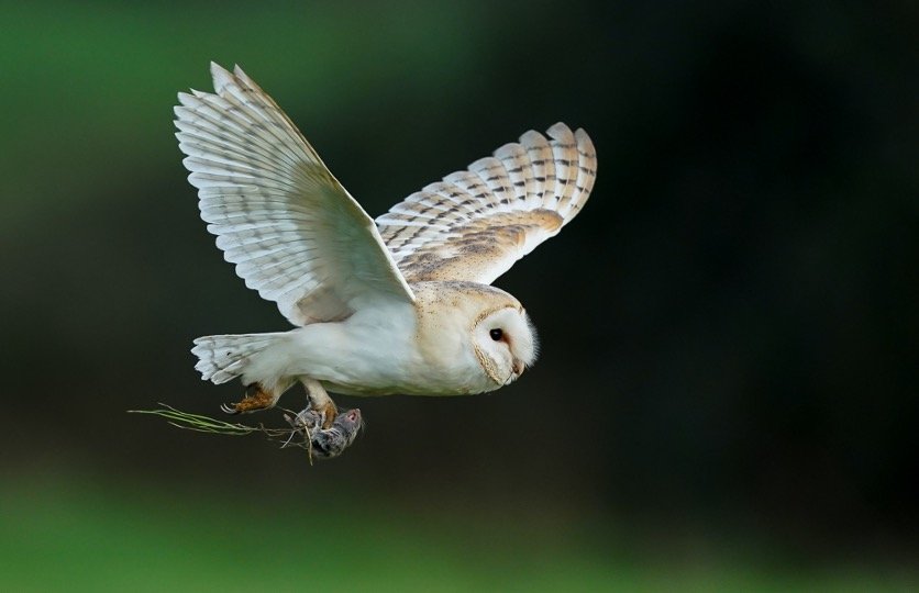Barn Owl flying with his food