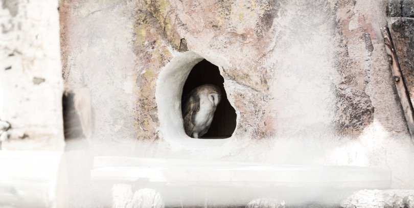 Barn owl sleeping in his nest