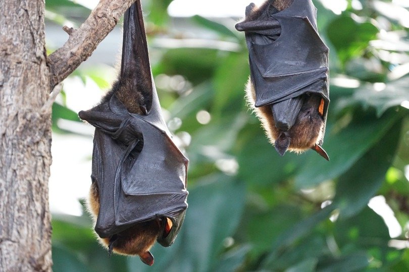 Bats hanging from tree branch