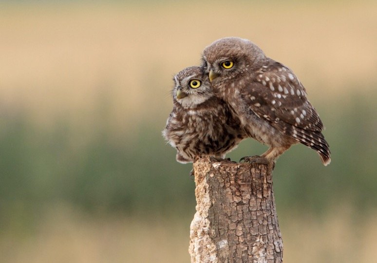 Burrowing owls sitting on tree trunk