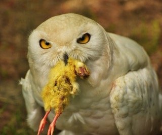Do Owls Eat Chickens