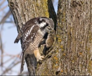 Read more about the article Do Owls Eat Squirrels? Everything You Want To Know