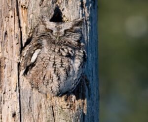 Read more about the article Do Owls Sleep On Their Stomach? Everything You Need To Know