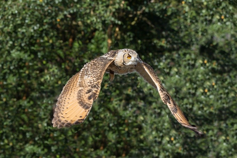 Flying owl 