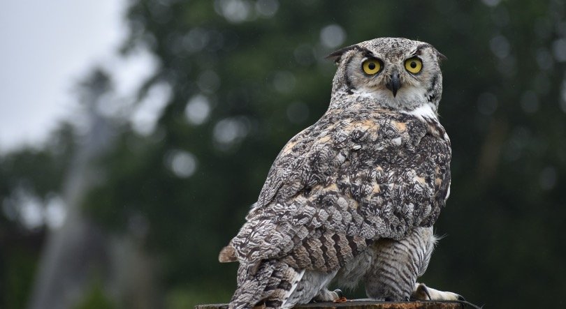 Great Horned Owl