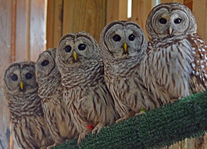 Group of Barred Owls