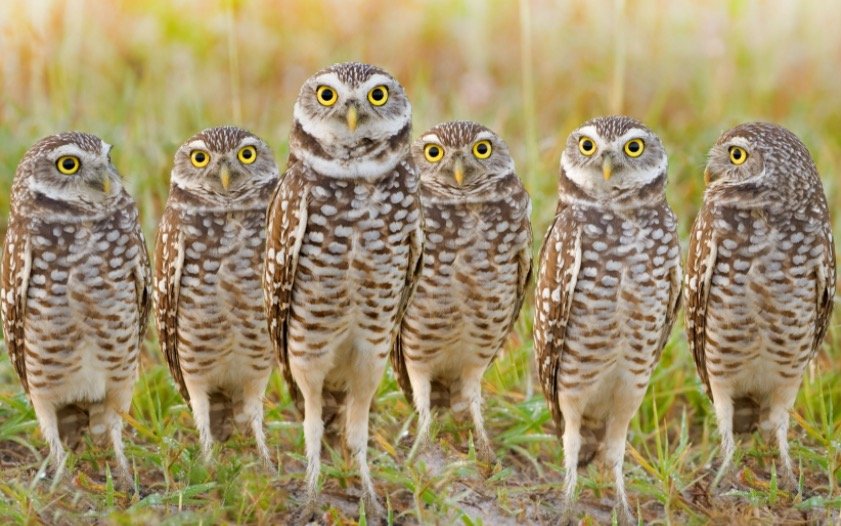 Group of Burrowing Owls 1