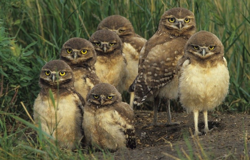 Group of Owls 