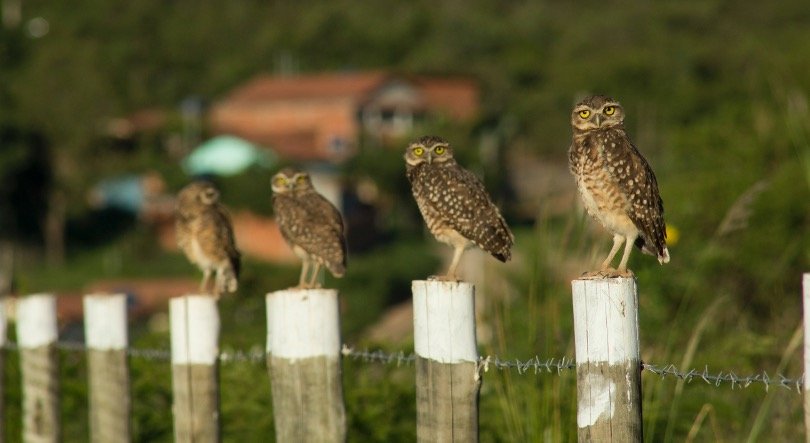Group of burrowing owls
