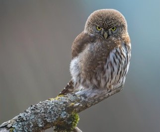 Interesting Owls Facts