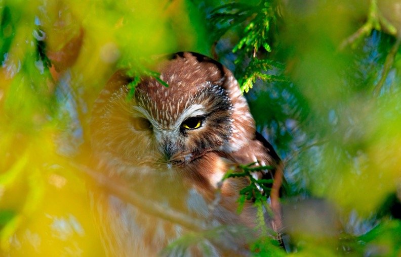 Northern Saw-whet Owl