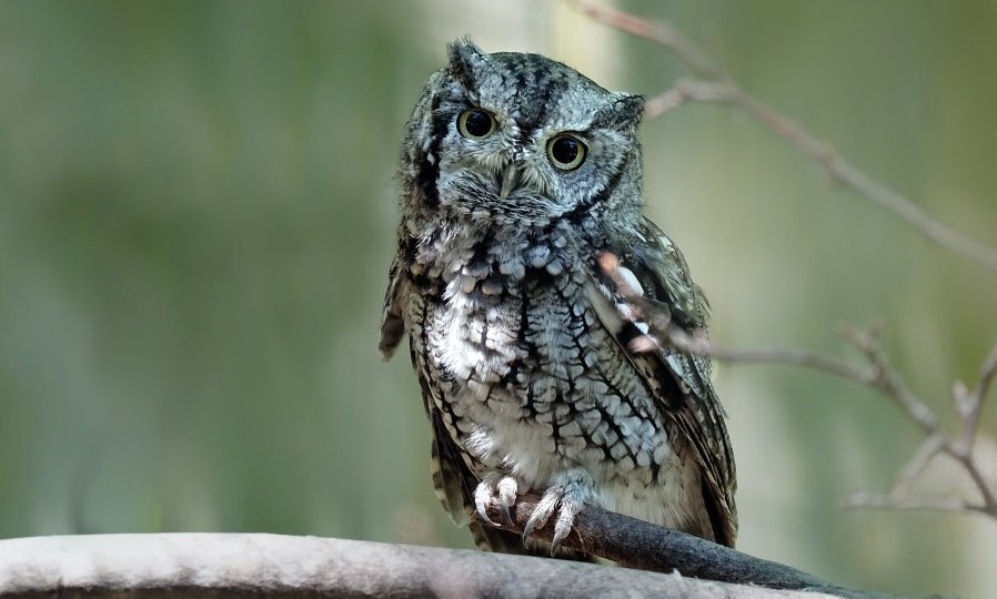 Owl perching on tree branch 2