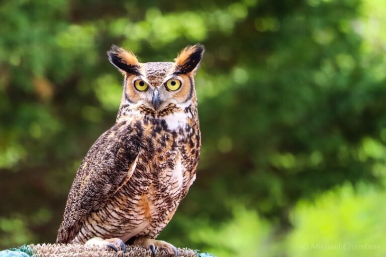 How Long Do Owls Live? Everything You Need To Know I OwlsFact