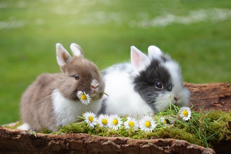 Rabbits eating flower