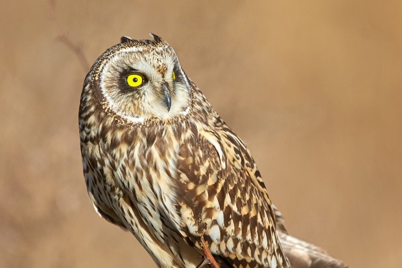 Short-eared Owls