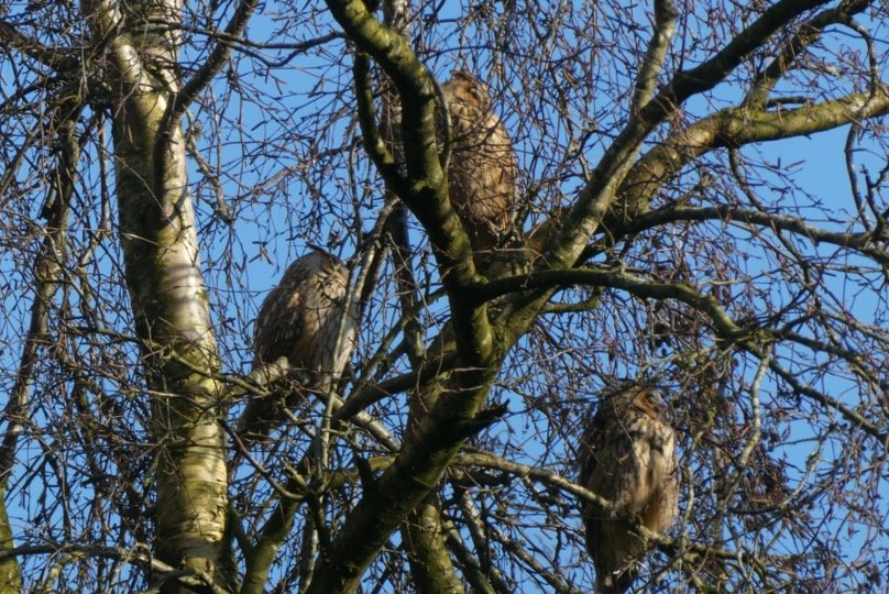 Sleeping Owls on tree branches