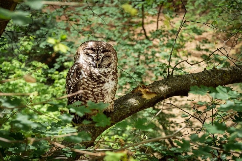 Sleeping owl on tree branch