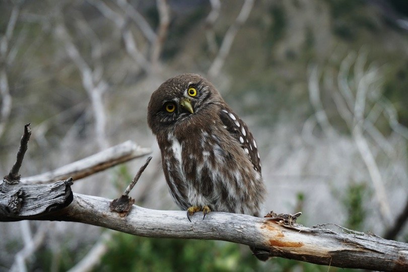 Small Owl sitting on tree branch