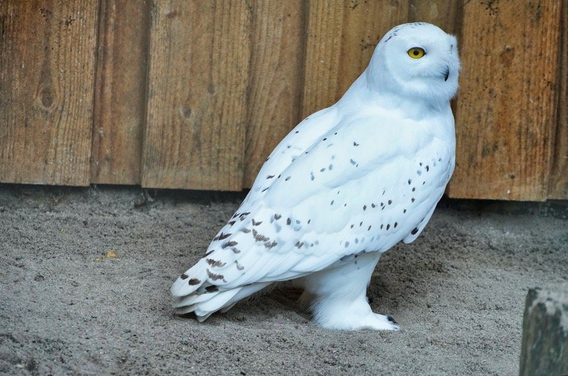 Snowy Owl I OwlsFact