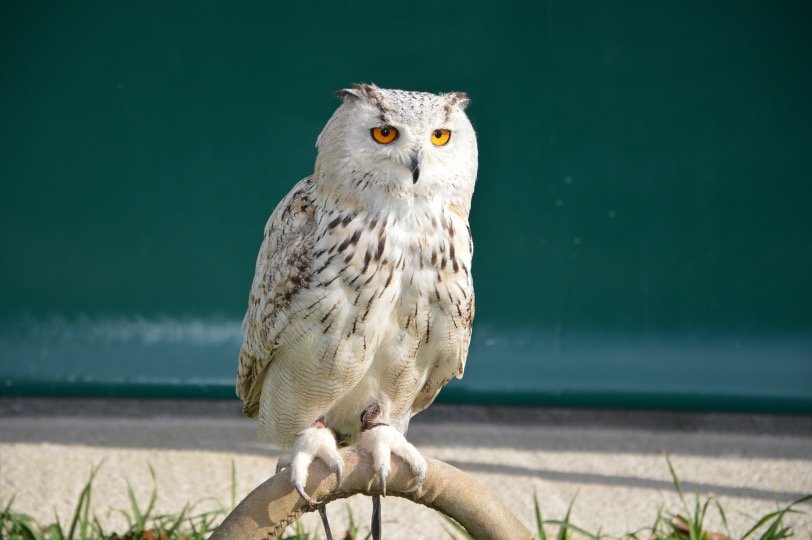 Snowy owl 