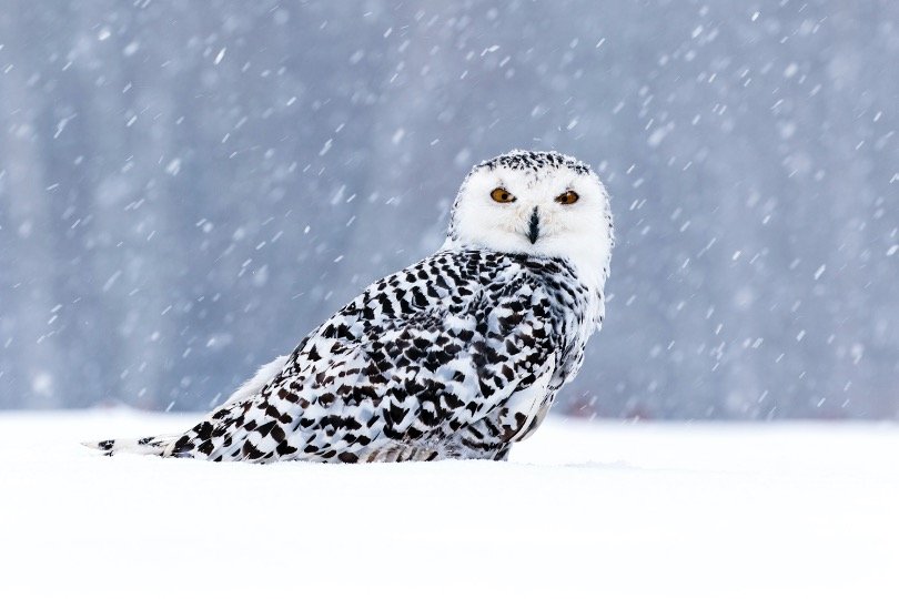 Snowy owl sitting on snow