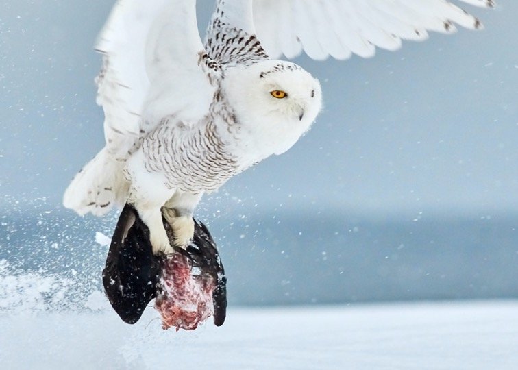 Snowy owl with his prey