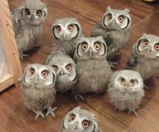 What is a Group of Owls Called