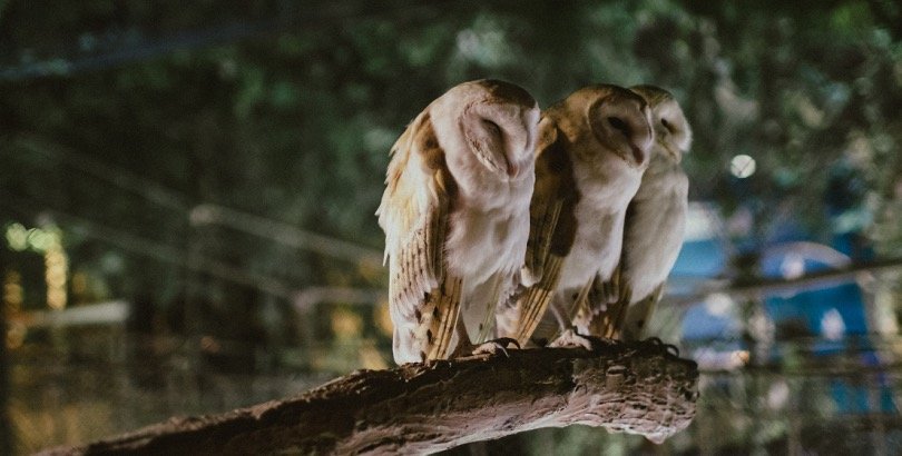 sleeping barn owls