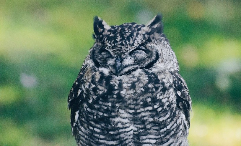 sleeping black soptted owl