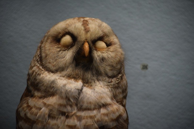 sleeping brown owl