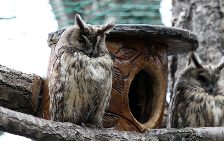 sleeping long eared owl