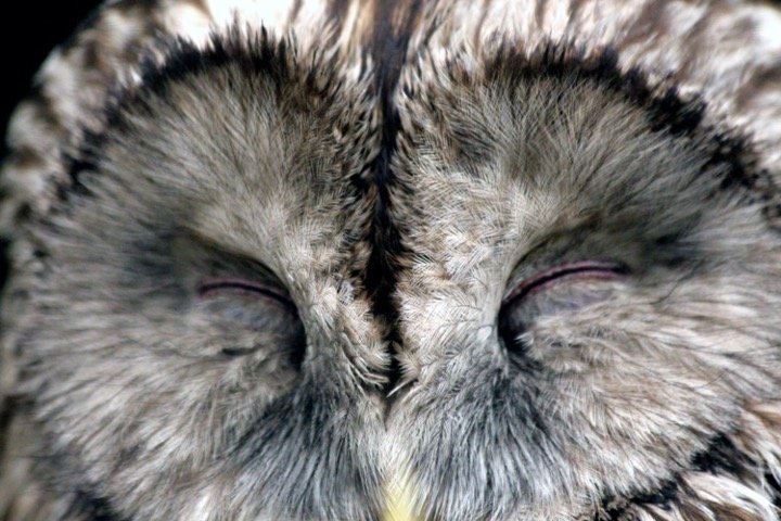 sleeping owl