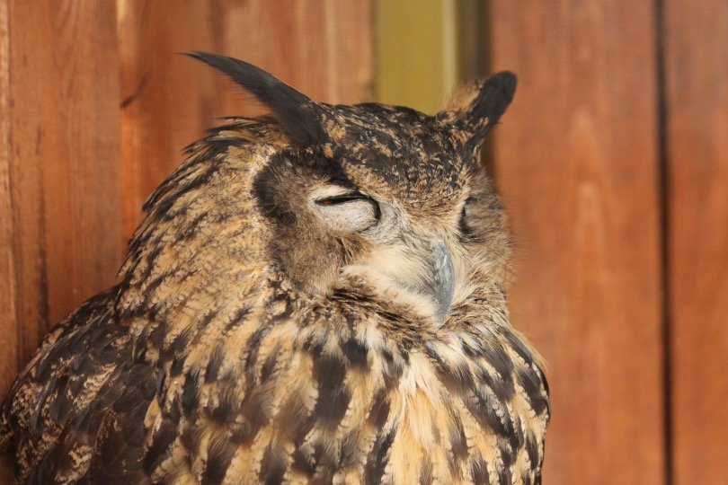 sleeping owl