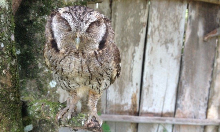 sleeping owl on the tree branch