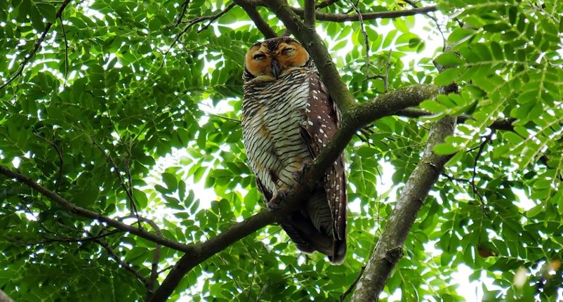 sleeping spotted brown owl