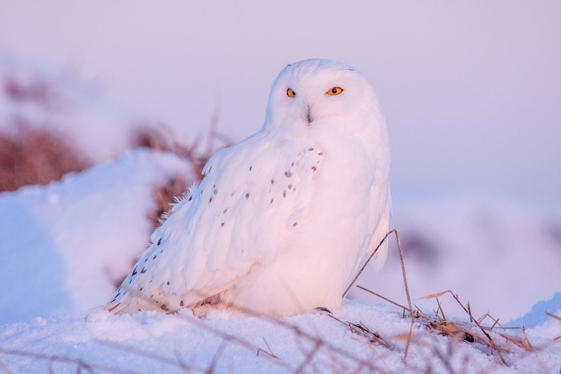 snowy owl in winter