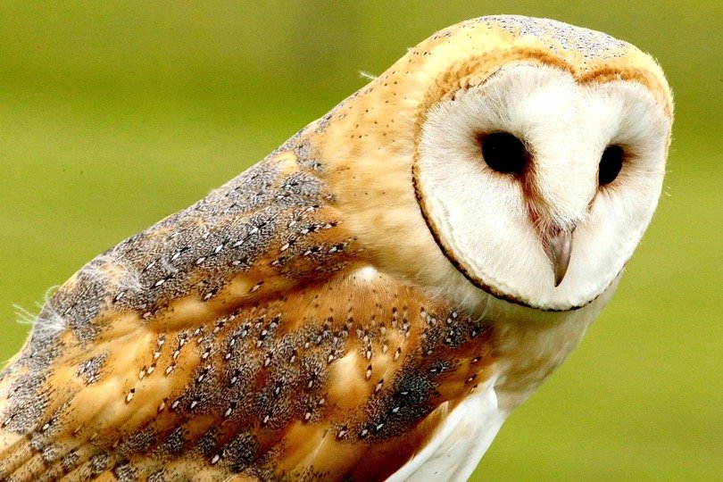 Barn Owl Meaning