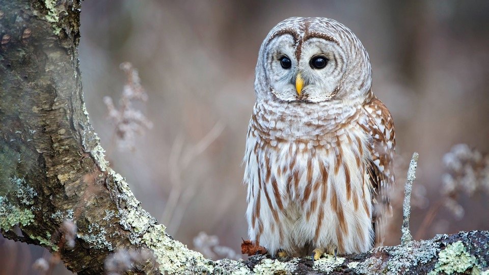 Barred Owl