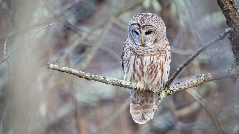 Barred Owl