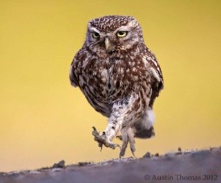 Can Owls Walk
