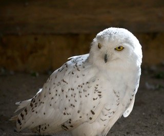 Can Snowy Owl Be Kept As Pet?