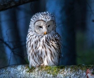 Read more about the article Can You Eat Owls? Why You Can’t Eat?