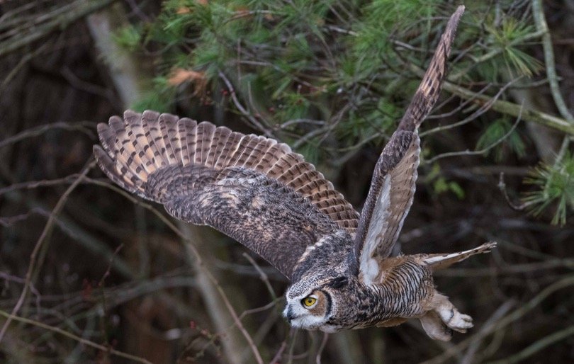 Flying owl