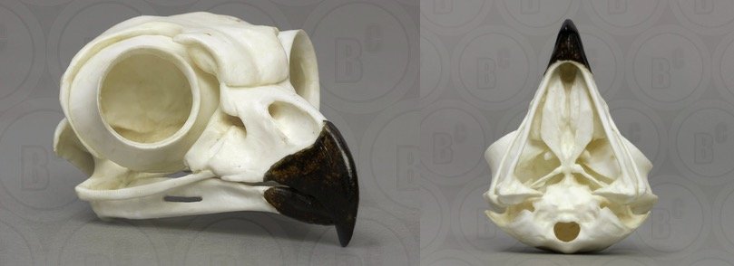 Great Horned Owl Skull