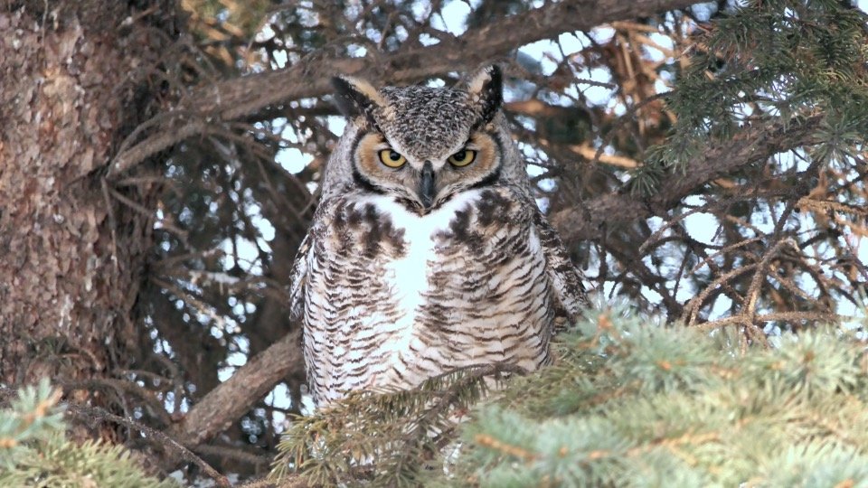 Great Horned Owls