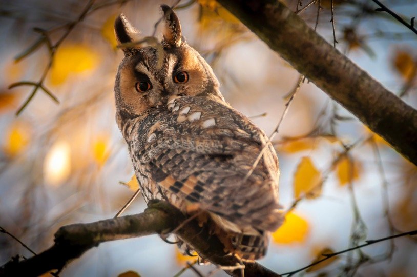 Long eared owl in Georgia