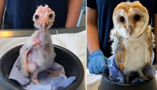 Naked Baby Barn Owls