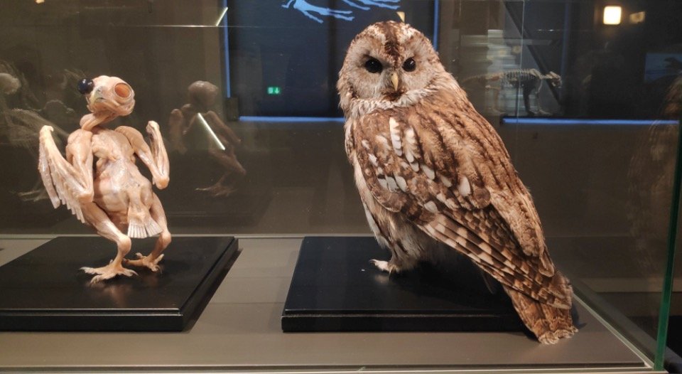 Naked Owls